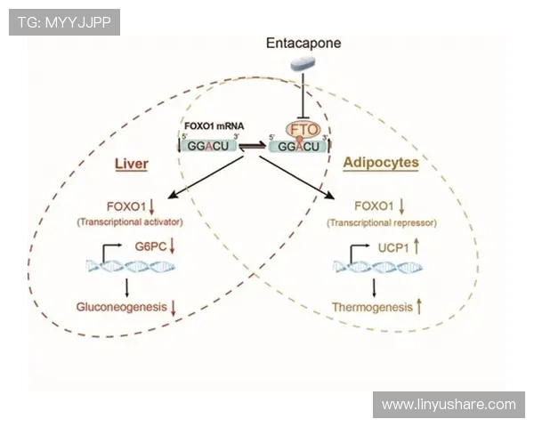 支链氨基酸在运动营养与代谢调控中的关键作用解析机制与应用前景探讨 - 副本 - 副本 - 副本 支链氨基酸在运动营养与代谢调控中的关键作用解析机制与应用前景探讨 - 副本 - 副本 - 副本