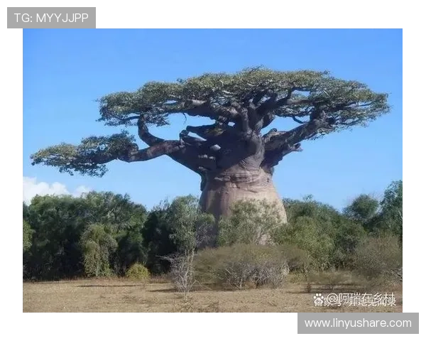 非洲五虎传奇与草原生态保护的探索与启示 - 副本 - 副本 (3)